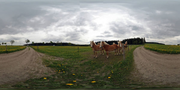 wiese-mit-pferd-2